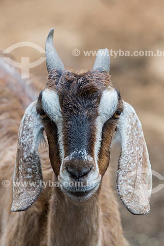  Detalhe de cabra (Capra aegagrus hircus) na Colina do Horto  - Juazeiro do Norte - Ceará (CE) - Brasil