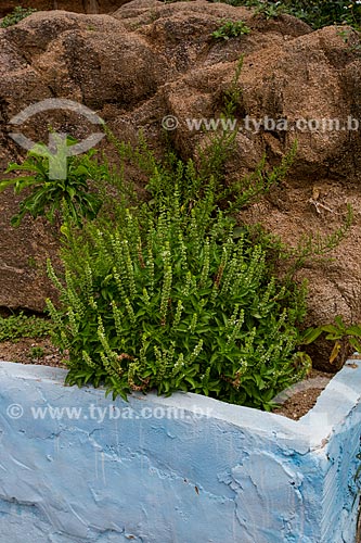  Detalhe de jardim em casa na cidade de Juazeiro do Norte  - Juazeiro do Norte - Ceará (CE) - Brasil