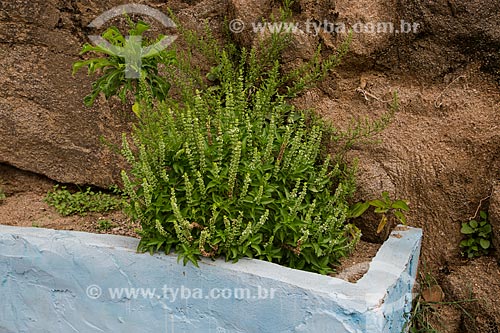  Detalhe de jardim em casa na cidade de Juazeiro do Norte  - Juazeiro do Norte - Ceará (CE) - Brasil