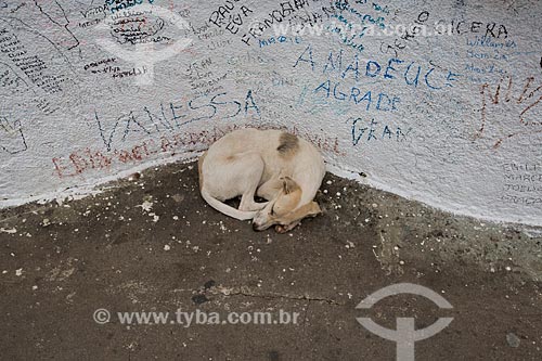  Detalhe de cachorro deitado na base da estátua de Padre Cícero na Colina do Horto  - Juazeiro do Norte - Ceará (CE) - Brasil