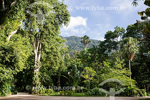  Paisagem no Jardim Botânico do Rio de Janeiro  - Rio de Janeiro - Rio de Janeiro (RJ) - Brasil