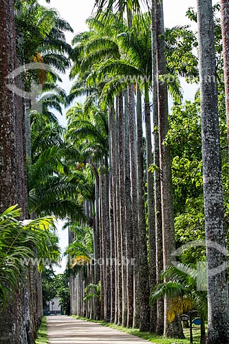  Palmeiras imperiais no Jardim Botânico do Rio de Janeiro  - Rio de Janeiro - Rio de Janeiro (RJ) - Brasil