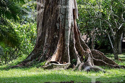  Árvore-de-contas (Elaeocarpus angustifolius) - árvore endêmica da Índia, Austrália, Nova Guiné e caracterizada pelo fruto de cor azul - no Jardim Botânico do Rio de Janeiro  - Rio de Janeiro - Rio de Janeiro (RJ) - Brasil