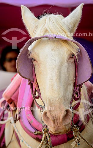  Detalhe de cavalo usado em charrete para passeio turístico  - Tiradentes - Minas Gerais - Brazil