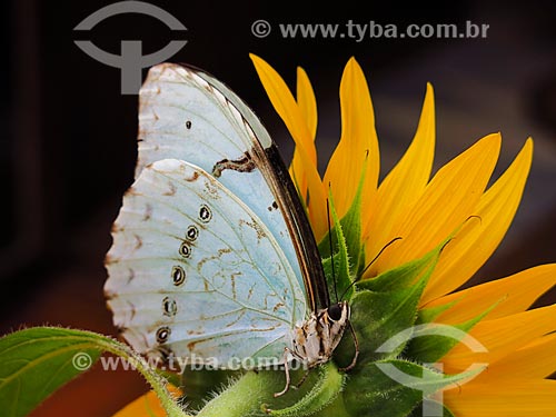  Detalhe de Borboleta-azul (Maculinea alcon) sobre flores  - Canela - Rio Grande do Sul (RS) - Brasil