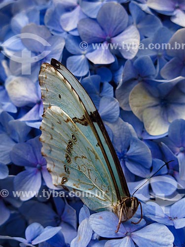  Detalhe de Borboleta-azul (Maculinea alcon) sobre flores  - Canela - Rio Grande do Sul (RS) - Brasil