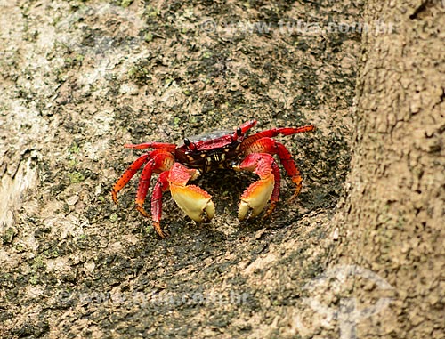  Caranguejo Maria-mulata ou aratu-vermelho (Goniopsis cruentata) - Manguezal no Saco de Mamanguá  - Paraty - Rio de Janeiro (RJ) - Brasil