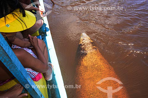 Peixe-boi-marinho (Trichechus manatus) ao lado de barco no Rio Tatuamunha - área do Projeto Peixe-boi - Rota Ecológica de Alagoas  - Porto de Pedras - Alagoas (AL) - Brasil