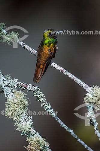  Beija-flor-rubi (Clytolaema rubricauda) no Parque Nacional de Itatiaia  - Itatiaia - Rio de Janeiro (RJ) - Brasil