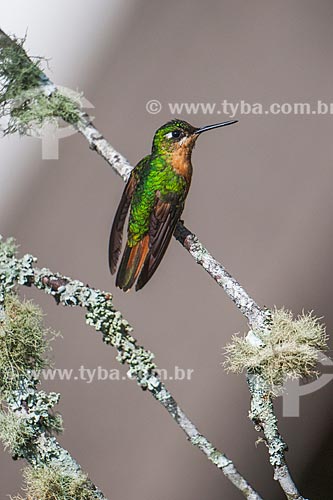  Beija-flor-rubi (Clytolaema rubricauda) no Parque Nacional de Itatiaia  - Itatiaia - Rio de Janeiro (RJ) - Brasil