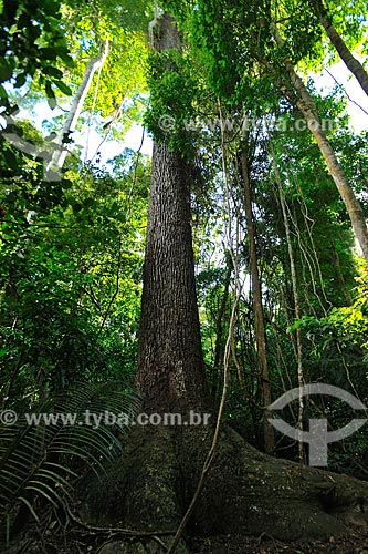  Detalhe do tronco do Jequitibá-rosa (Cariniana legalis) na Reserva Biológica de Sooretama  - Linhares - Espírito Santo (ES) - Brasil