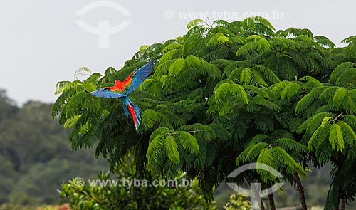  Arara-vermelha (Ara chloropterus) - também conhecida como araracanga ou arara-macau - na Reserva Biológica da Cachoeira do Santuário  - Presidente Figueiredo - Amazonas (AM) - Brasil