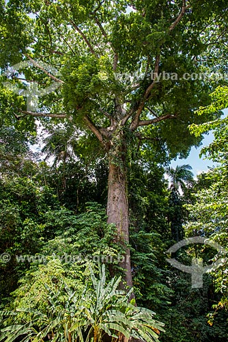  Tronco de árvore Sumaúma (Ceiba pentandra) no Museu Emílio Goeldi  - Belém - Pará (PA) - Brasil