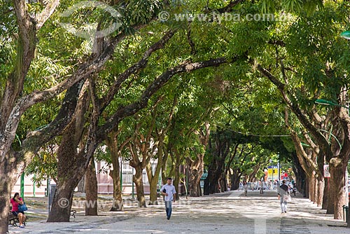  Alameda de mangueiras na Praça da República  - Belém - Pará (PA) - Brasil