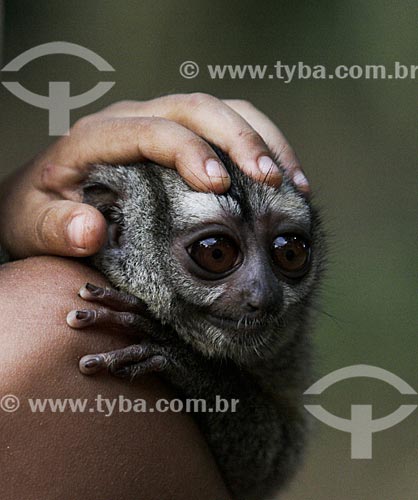  Detalhe de garoto ribeirinho segurando um macaco-da-noite (Aotus Trivirgatus)  - Amazonas (AM) - Brasil