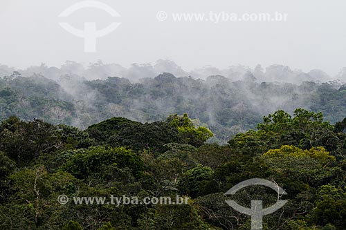  Árvores na Reserva Florestal Adolpho Ducke  - Manaus - Amazonas (AM) - Brasil