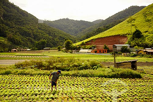  Plantação de hortaliças no bairro Sebastiana do distrito de Venda Nova  - Teresópolis - Rio de Janeiro (RJ) - Brasil