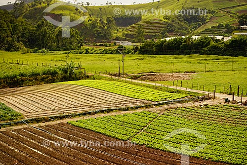  Plantação de hortaliças no bairro Sebastiana do distrito de Venda Nova  - Teresópolis - Rio de Janeiro (RJ) - Brasil