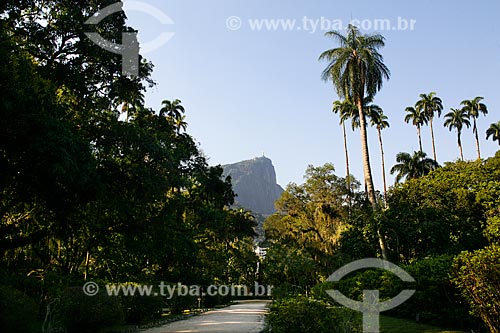  Jardim Botânico do Rio de Janeiro com o Cristo Redentor ao fundo  - Rio de Janeiro - Rio de Janeiro (RJ) - Brasil