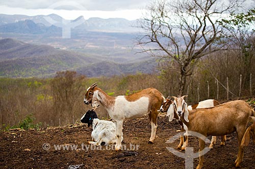  Criação de cabras na área rural de Quixadá  - Quixadá - Ceará (CE) - Brasil