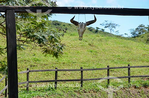  Crânio de boi pendurado próximo à fazenda na zona rural da cidade de Paraíba do Sul  - Paraíba do Sul - Rio de Janeiro (RJ) - Brasil