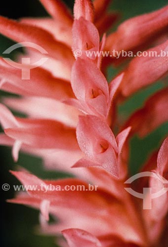  Detalhe de orquídea  - Brasil