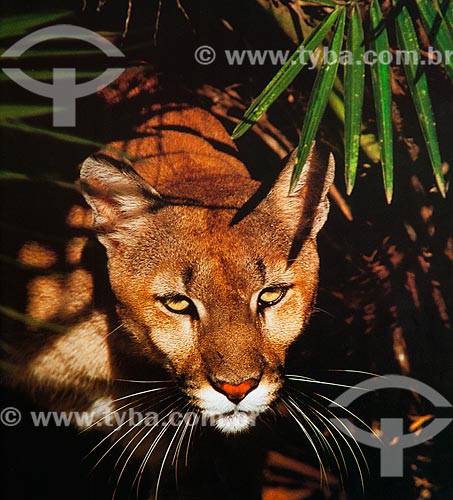  Detalhe de onça-parda (Puma concolor) - também conhecida como suçuarana  - Brasil
