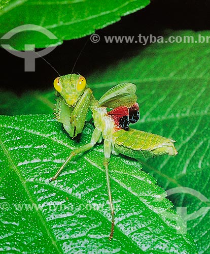  Detalhe de Louva-a-Deus (Mantis religiosa) com as asas curtas sobre folha de Fleurya  - Brasil