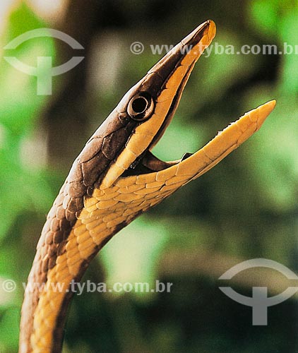  Detalhe da Bicuda (Oxybelis aeneus)  - Brasil
