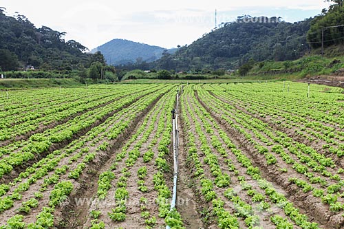  Plantação de hortaliças  - Teresópolis - Rio de Janeiro (RJ) - Brasil