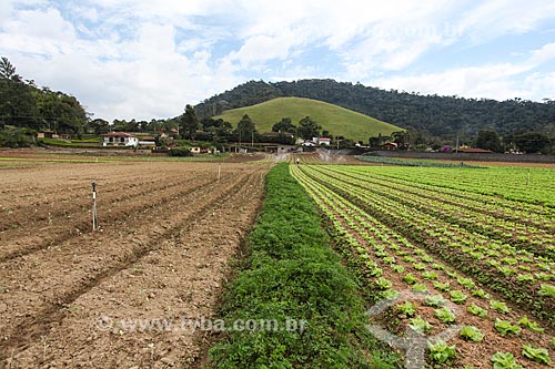  Plantação de hortaliças  - Teresópolis - Rio de Janeiro (RJ) - Brasil