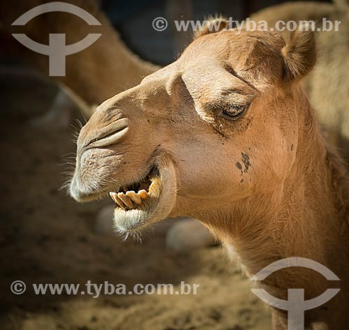  Detalhe de camelo  - Al Ain - Abu Dhabi - Emirados Árabes Unidos