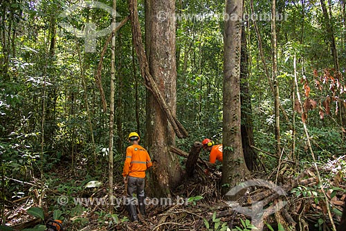  Técnicos do Instituto Floresta Tropical (IFT) preparando o corte da árvore no Centro de Manejo Florestal Roberto Bauch  - Paragominas - Pará (PA) - Brasil