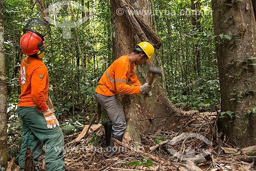  Técnicos do Instituto Floresta Tropical (IFT) preparando o corte da árvore no Centro de Manejo Florestal Roberto Bauch  - Paragominas - Pará (PA) - Brasil