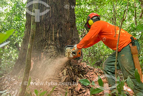  Técnico do Instituto Floresta Tropical (IFT) cortando árvore no Centro de Manejo Florestal Roberto Bauch  - Paragominas - Pará (PA) - Brasil