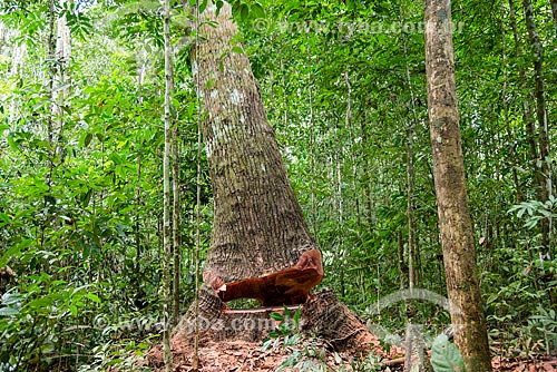  Detalhe de queda de árvore no Centro de Manejo Florestal Roberto Bauch  - Paragominas - Pará (PA) - Brasil
