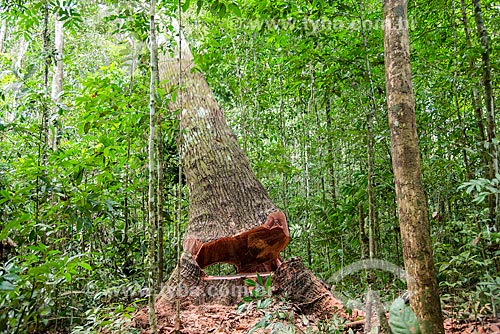  Detalhe de queda de árvore no Centro de Manejo Florestal Roberto Bauch  - Paragominas - Pará (PA) - Brasil