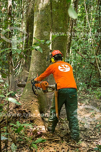  Técnico do Instituto Floresta Tropical (IFT) cortando árvore no Centro de Manejo Florestal Roberto Bauch  - Paragominas - Pará (PA) - Brasil