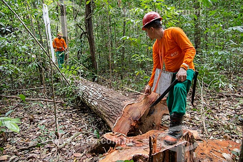  Técnicos do Instituto Floresta Tropical (IFT) medindo árvore cortada no Centro de Manejo Florestal Roberto Bauch  - Paragominas - Pará (PA) - Brasil