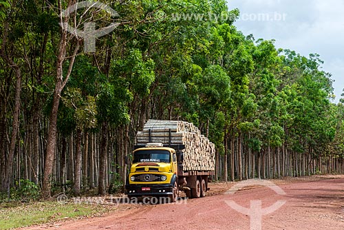  Transporte de troncos de Paricá (Schizolobium parahyba var amazonicum) com caminhão e árvores de mogno (Swietenia macrophylla) ao fundo  - Paragominas - Pará (PA) - Brasil
