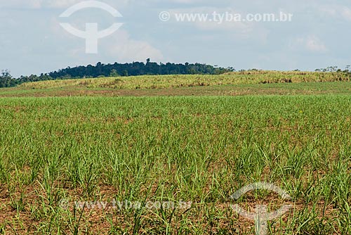  Plantação de cana-de-açúcar em antiga área Floresta Amazônica  - Paragominas - Pará (PA) - Brasil