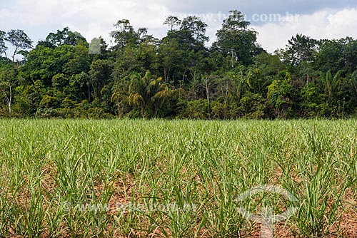  Plantação de cana-de-açúcar em antiga área Floresta Amazônica com árvores nativas ao fundo  - Paragominas - Pará (PA) - Brasil