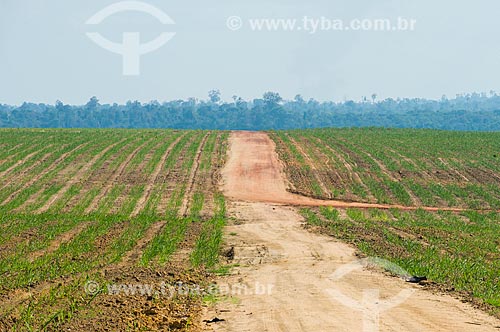  Plantação de cana-de-açúcar em antiga área Floresta Amazônica  - Paragominas - Pará (PA) - Brasil