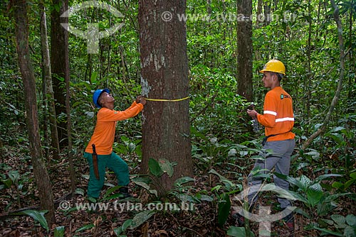  Técnicos do Instituto Floresta Tropical (IFT) medindo árvore  - Paragominas - Pará (PA) - Brasil