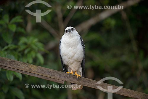  Gavião-branco (Leucopternis Albicollis) - também conhecido como Gavião-pombo-da-Amazônia - na Floresta Amazônica  - Paragominas - Pará (PA) - Brasil