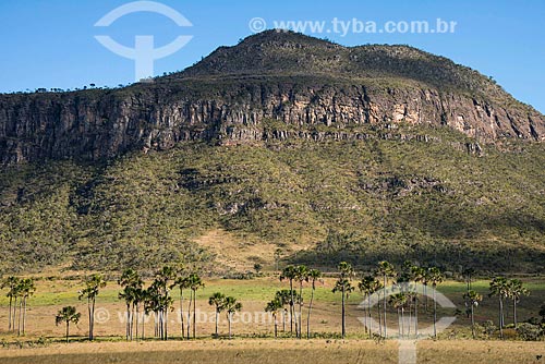  Buritis (Mauritia flexuosa) no Jardim de Maytrea com o Morro do Buracão ao fundo  - Alto Paraíso de Goiás - Goiás (GO) - Brasil