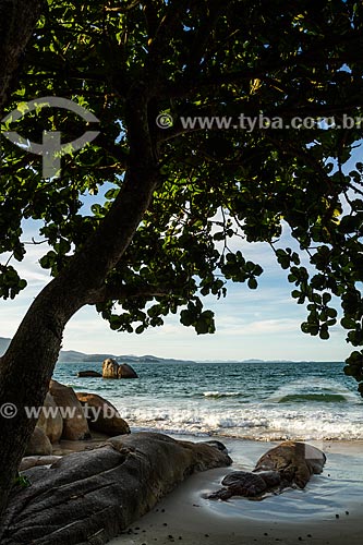  Vista da orla da Praia do Forte  - Florianópolis - Santa Catarina (SC) - Brasil