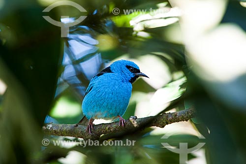  Saí-azul (Dacnis cayana) - também conhecido como Saí-bicudo - na Área de Proteção Ambiental da Serrinha do Alambari  - Resende - Rio de Janeiro (RJ) - Brasil