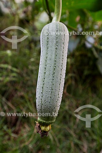  Detalhe de bucha vegetal (Luffa aegyptiaca) ainda no pé  - Goiânia - Goiás (GO) - Brasil