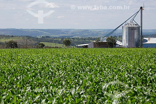  Plantação de milho no Km 410 da BR-414 próximo à Abadiânia  - Abadiânia - Goiás (GO) - Brasil